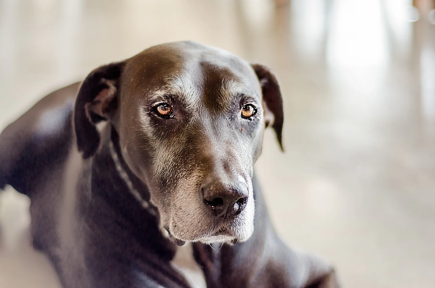 Nourishing Your Senior Pet: The Benefits of a Raw Food Diet
