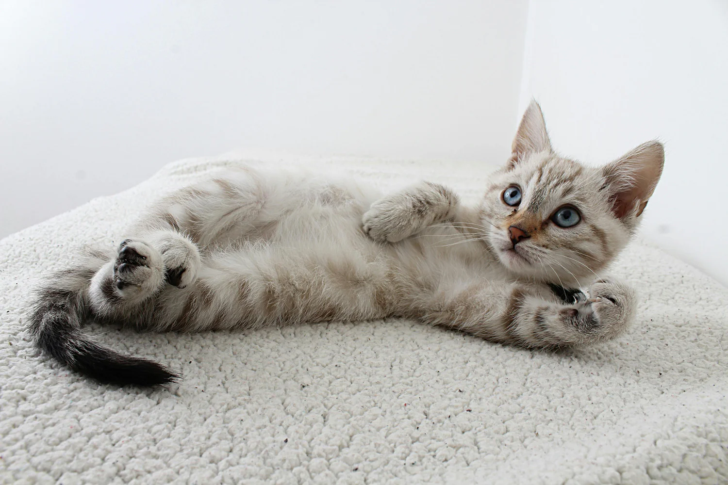 The Importance of Taurine for Cats: A Vital Nutrient for Feline Health