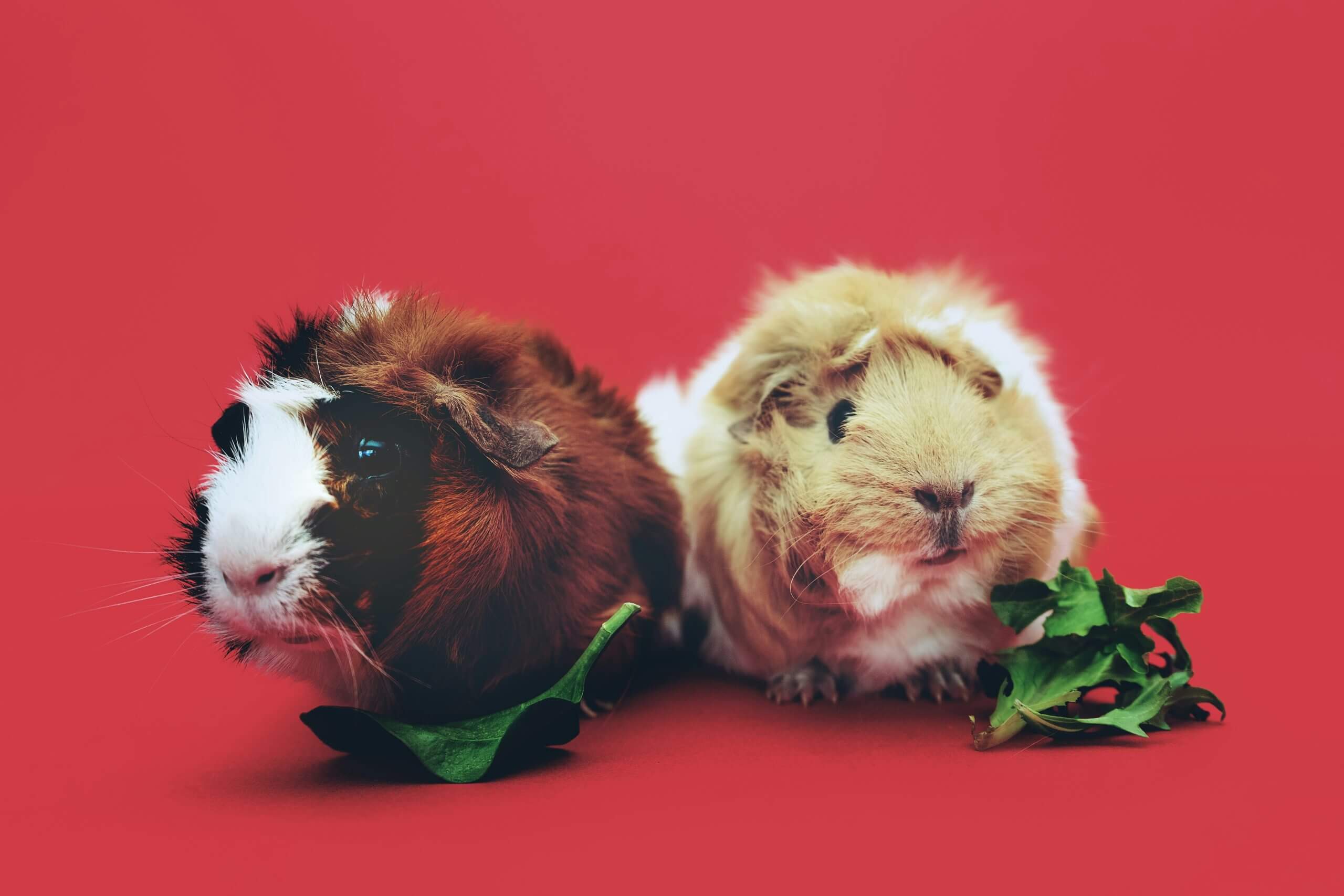 The Benefits of Adjusting Your Pet’s Diet to Raw Pet Food