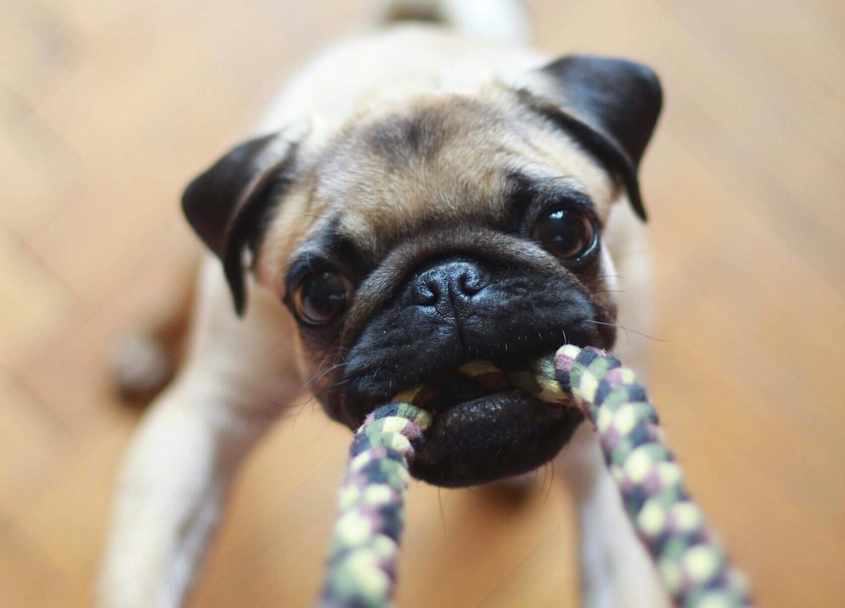 The Importance of Healthy Chew Snacks for Puppies: Promoting Dental Health and Preventing Destructive Chewing