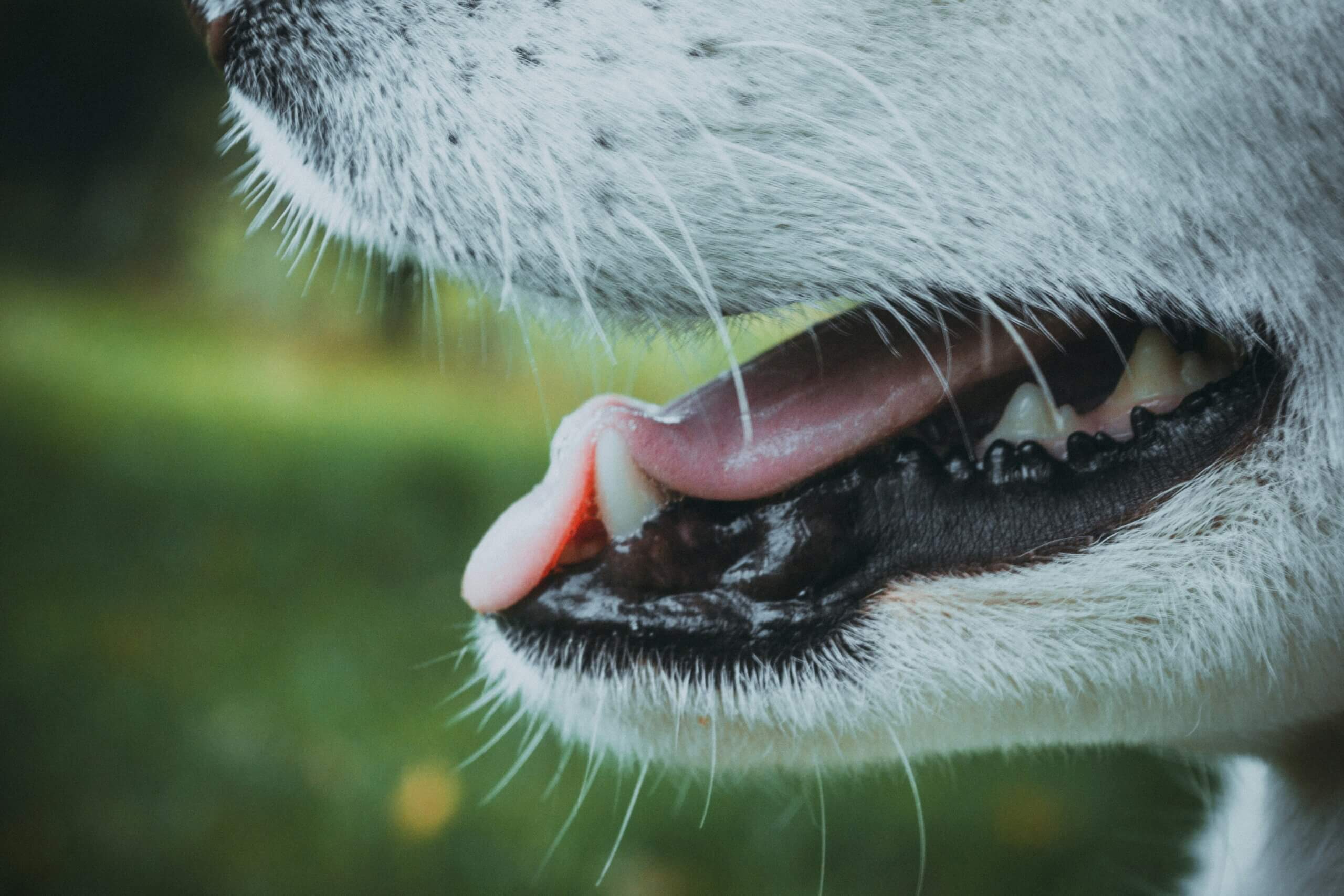 The Benefits of Canine Oral Hygiene on a Raw Diet