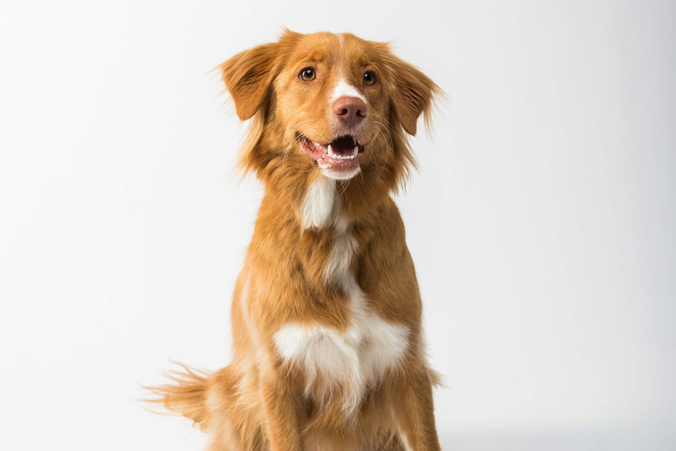 Debunking Common Myths and Misconceptions About Raw Pet Food